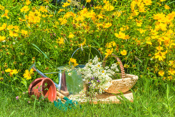 Summer gardening still life; watering can, wicker basket with wild flowers, flowerpot, gardening tools near yellow blooming daisy flowers