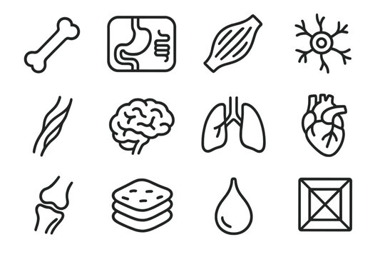 Anatomical Icons Display. Biological Body Components linear set: bone outline, organ panel, muscle ribbon, nerve circuit, vessel strand, brain curve, lung lobe, heart valve icon,