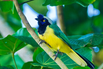 Side view of a green jay bird in a tree in Colombia.