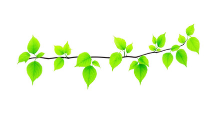 Obraz premium Fresh green leaves on thin branch with transparent background, perfect for spring or summer nature designs, symbolizing growth and renewal