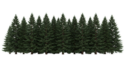 hyper-photorealistic panoramic row of mature spruce and fir trees in deep emerald green, expertly lit and isolated on a clean infinity white studio background, high-key environmental concept