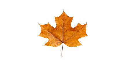 Fototapeta premium Autumn maple leaf isolated on transparent background, showing detailed veins and vibrant orange brown color, symbolizing fall season and natural beauty