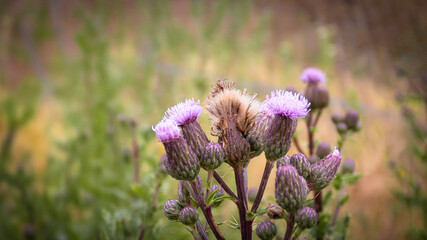 Krajobraz nad rzeką Parsęta © lech