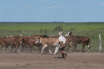 Argentinian gaucho herding cattle across a rural landscape, capturing authentic ranch work, livestock management, and traditional countryside culture.