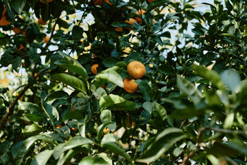Citrus fruits on a lush orange tree amid dense green leaves sunlight filtering through branches a...