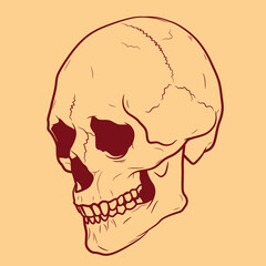 Illustration of a human skull on a beige background. Illustration in the style of hand-drawn ink.