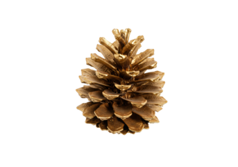 ultra-detailed flat lay macro shot of a solitary, reflective metallic gold pine cone with sharp organic texture on a transparent background with ample copy space. luxury christmas decor concept
