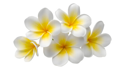 Tropical plumeria flowers delicate arrangement isolated on transparent background