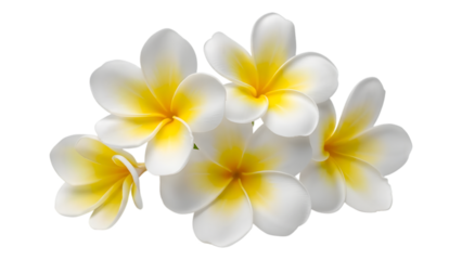 Tropical plumeria flowers delicate arrangement isolated on transparent background