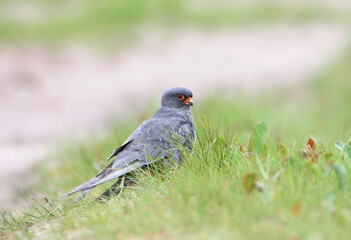 A male red-footed falcon (Falco vespertinus) in breeding plumage sits on the ground surrounded by green grass