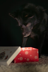 black dog looking down into a box