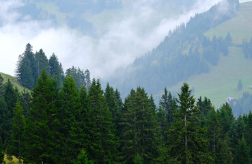 Close-up view of dense coniferous forest canopy with mist-covered mountain slopes on Mount Rigi, Switzerland © Robert
