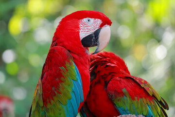 Close up head the red macaw parrot bird in garden
