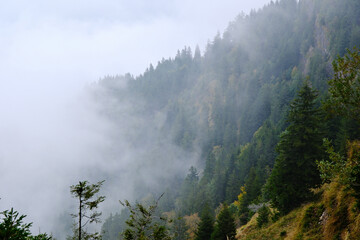 Dense coniferous forest slopes with mist and fog on Mount Rigi, Switzerland © Robert