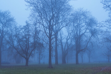 Atmospheric mist and foggy Dark forest with trees during winter time, blue tones to represent the cold weather. 