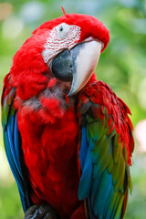 Close up head the red macaw parrot bird in garden