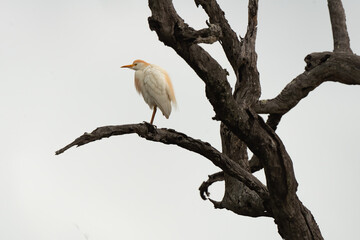 Héron garde boeufs,Bubulcus ibis, Western Cattle Egret