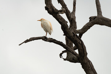 Héron garde boeufs,Bubulcus ibis, Western Cattle Egret