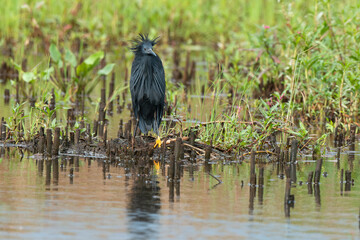 Aigrette ardoisée