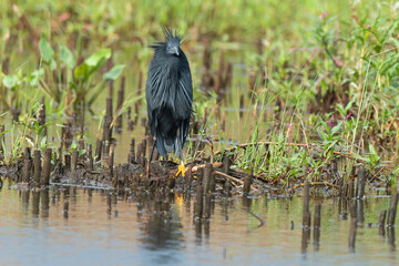 Aigrette ardoisée