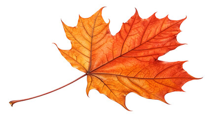 Obraz premium Autumn Maple Leaf's Vibrant Display: A captivating close-up of a single, vibrant autumn maple leaf, showcasing a beautiful blend of red, orange, and gold hues.