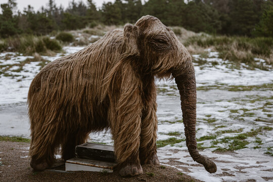 close up shootof a model of a snall young woolly mammoth, an extinct species of elephant relative, standing in a windy snowy winter