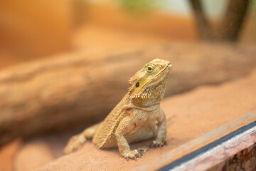 a close up shoot of the Central bearded dragon (Pogona vitticeps) looking around