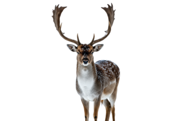 majestic male fallow deer (dama dama) with massive snow-dusted palmate antlers, rich spotted coat, standing alertly in a high-key studio setup against a transparent copy space background. concept of