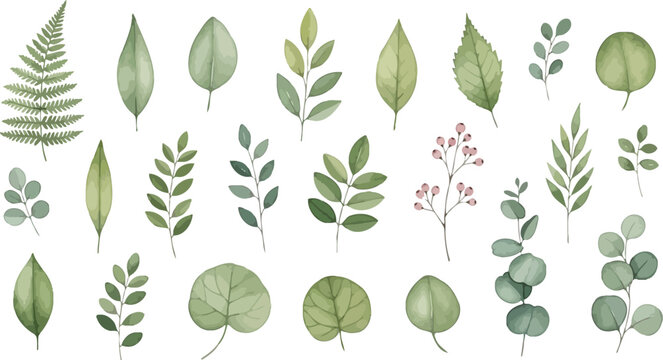Watercolor Green Leaves and Botanical Foliage Elements Isolated on White for Design