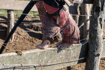 Close-up of a rural worker standing barefoot on a wooden corral fence, showing authentic ranch life, traditional clothing, and gritty farm work details