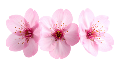 Three delicate, light pink blossoms with visible stamens and petals arranged against a transparent background. The flowers appear fresh and vivid