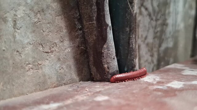 Close-Up of Millipede (Diplopoda) Moving Along a Cement Edge
