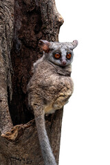 The Bushbaby or Galago, is a small and nocturnal primate and native to Africa.