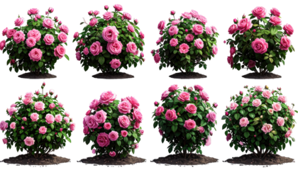 Eight realistic, digitally-rendered rose bushes in various sizes and bloom densities, against a transparent background
