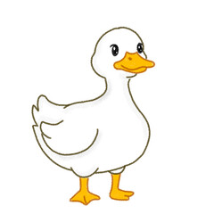 White Duck
