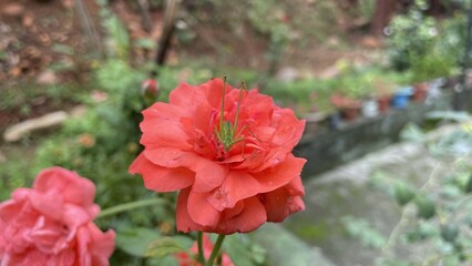 Beautiful flower in the house