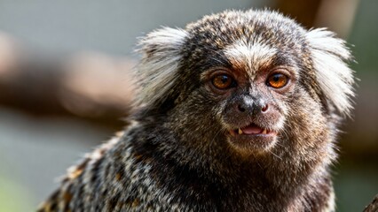 marmoset portrait