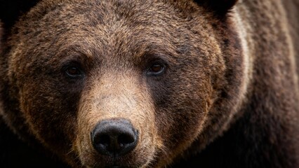 brown bear close up