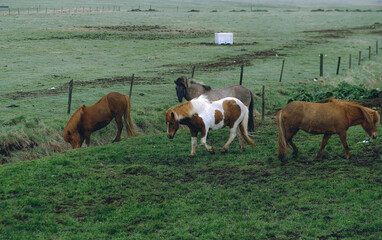 herd of horses