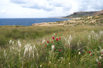 flowers on the beach
