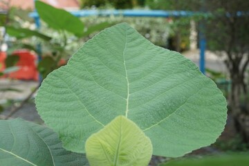 Close-Up Detail of Fig Leaf Texture
acro shot of a fig leaf showing its texture, veins, and natural green pattern. Ideal for nature, botany, organic backgrounds, and plant-related content.