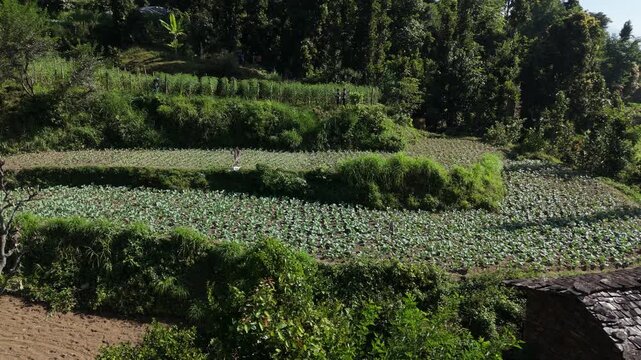 Green Vegetable Plantation and Agriculture Landscape 4K