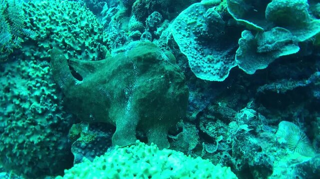 coral reef with frogfish