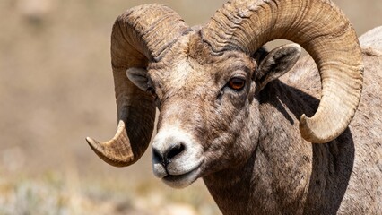 bighorn ram