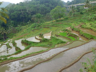terrace landscape in yogyakarta village