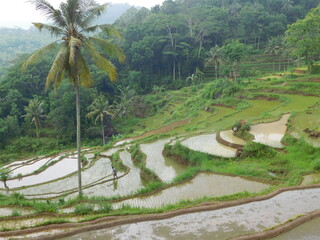 terrace landscape in yogyakarta village