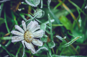 Beatiful frozen plants. Hoarfrost on the flowers. Natural winter background. Macro nature