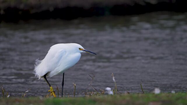 Close up of a Snowy Egret as the wind blows its feathers in slow motion in Utah.