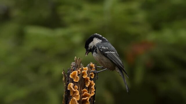 A beautiful Coal Tit bird perches and forages on a small, decaying tree branch. The branch is covered in many small orange mushrooms, creating a natural foraging spot