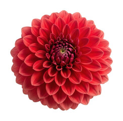 Vibrant red dahlia flower garden floral beauty isolated on transparent background